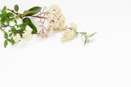 spring elderflowers on white backgroundの写真素材