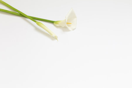 white calla flower on white backgroundの写真素材