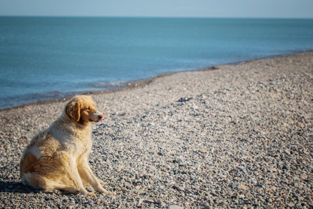 funny homeless dog on sea beachの写真素材