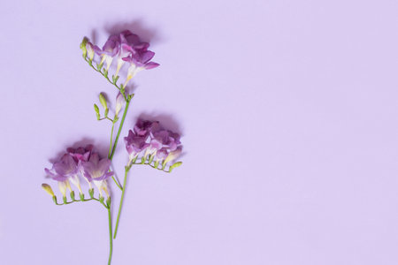 purple freesia on light purple backgroundの写真素材