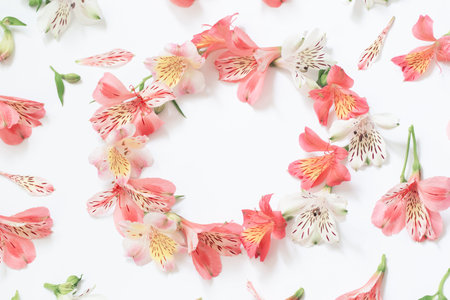 alstroemeria flowers on white background