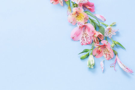 alstroemeria flowers on blue backgroundの写真素材