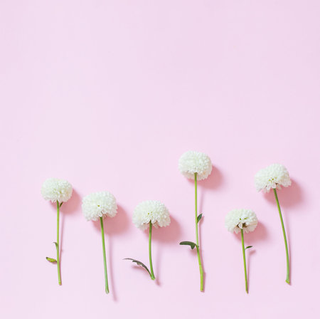 white chrysanthemums on pink background background