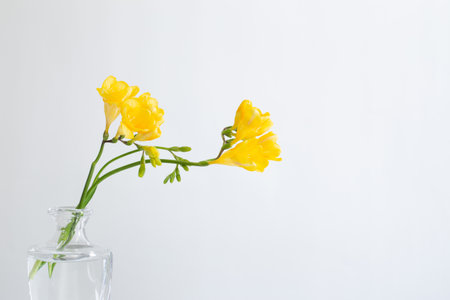 yellow freesia in glass vase on white backgroundの写真素材