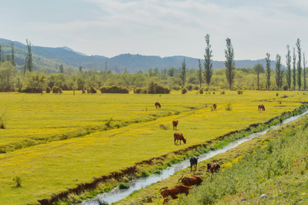 summer landscape with cow