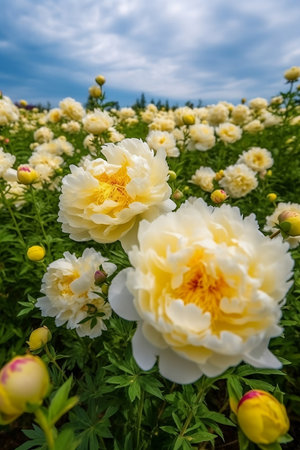 field of blooming peonies close upの素材