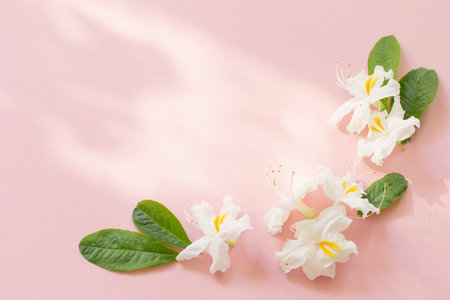 white flowers on pink paper backgroundの写真素材