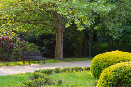 beautiful urban summer park in sunlightの写真素材
