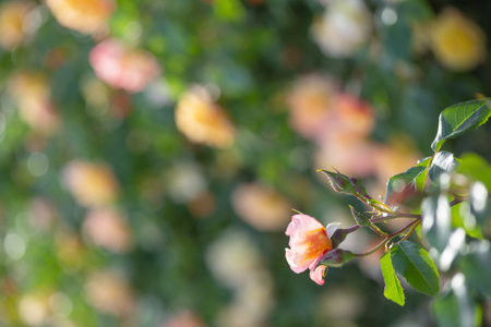 yellow and pink roses in sunlightの写真素材