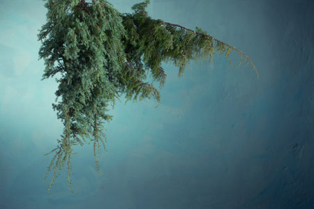 hanging branches of juniper against background of old wallの写真素材