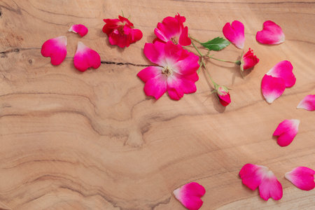 pink petals and roses in sunlight on dark wooden backgroundの写真素材