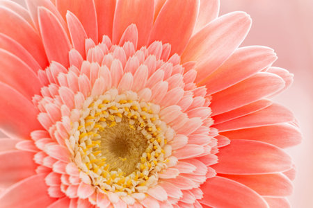 pink gerber flowers background close upの写真素材