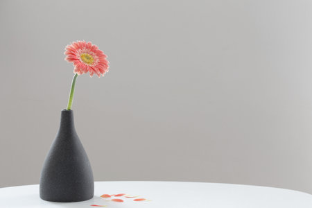 pink gerber in gray vase on white table on background gray wallの写真素材