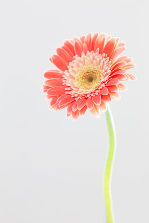 pink gerber flowers background close upの写真素材