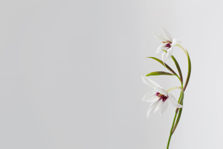 white exotic flowers on white backgroundの写真素材