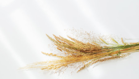 golden dry wild cereals on white background in sunlightの写真素材