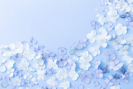 blue and white hydrangea flowers on blue backgroundの写真素材