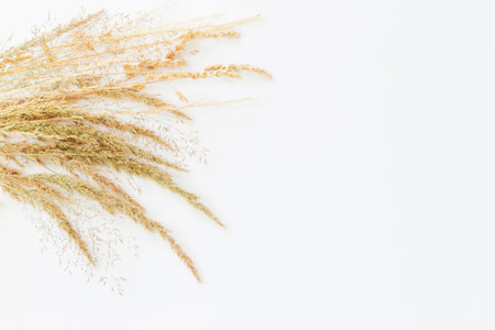 golden dry wild cereals on white background in sunlightの写真素材