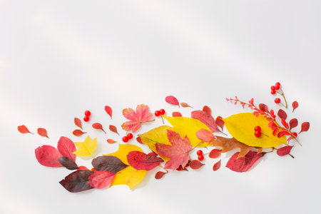 autumn red and yellow leaves on white backgroundの写真素材
