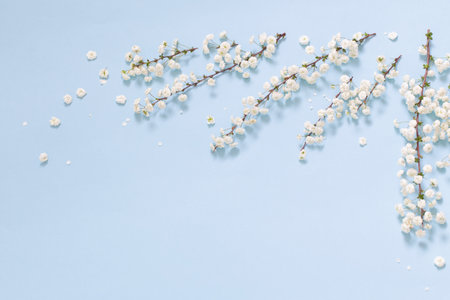 white spring flowers on blue backgroundの写真素材
