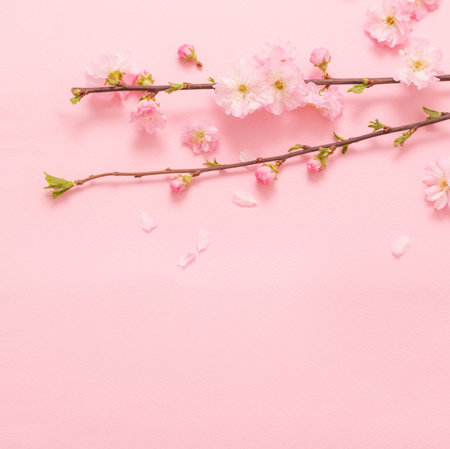 branches of blossoming almonds on pink backgroundの写真素材