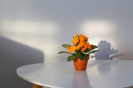 Kalanchoe in flower pot on white table in sunlightの写真素材
