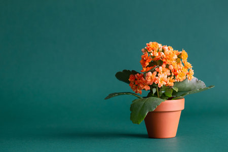 kalanchoe in orange flower pot on green backgroundの写真素材
