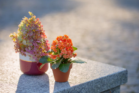 flowers in pots in sunlight outdoorの写真素材