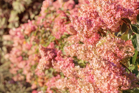 purple hydgangea in sunlight close up