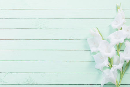 white gladiolus on green wooden backgroundの写真素材