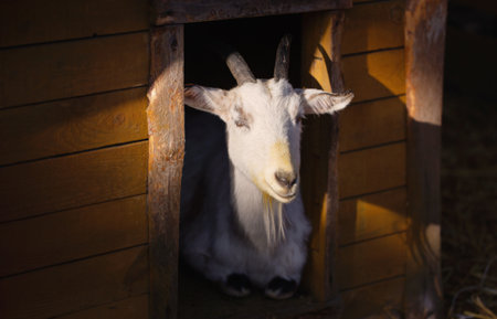 portrait of white goat in sunlightの写真素材