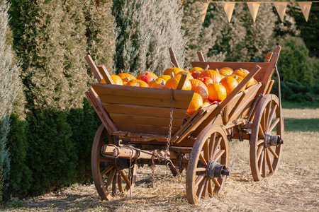 orange pumpkins in cart on farm in sunny autumn dayの写真素材