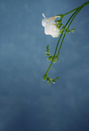 white freesia on blue backgroundの写真素材