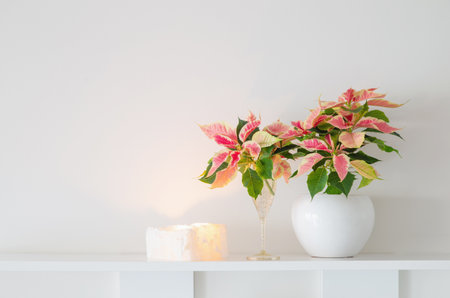pink poinsettia in white ceramic pot with burning candles on white backgroundの写真素材