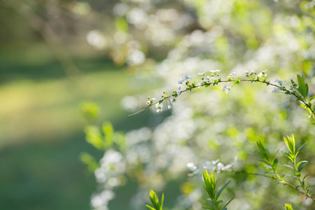 cherry flowers on sunlight in spring garden
