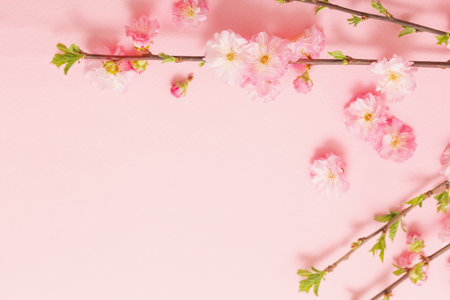 branches of blossoming almonds on pink backgroundの写真素材