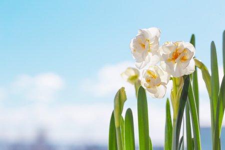 beautiful daffodils on background blue skyの写真素材