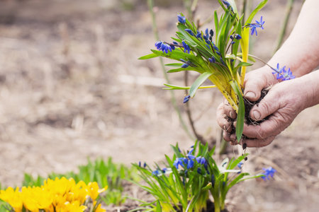hands of an elderly woman with spring flowers in the gardenの写真素材