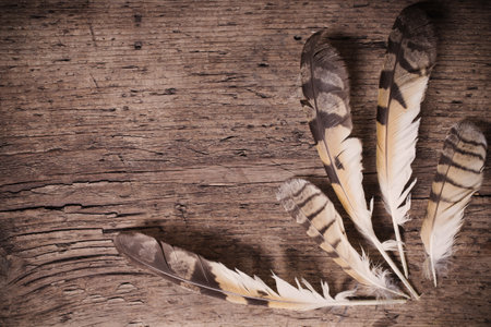 Feathers of a bird on a wooden backgroundの写真素材