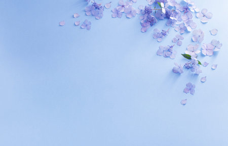 blue hydrangea flowers on blue background