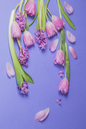 spring flowers on purple paper backgroundの写真素材