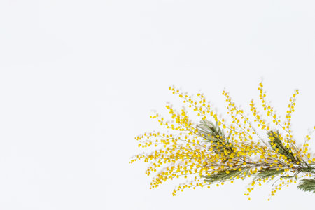 branch of mimosa flowers on white backgroundの写真素材