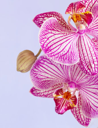 purple orchid close up on light purple backgroundの写真素材