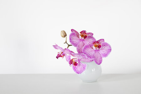purple orchid in glass vase on white backgroundの写真素材