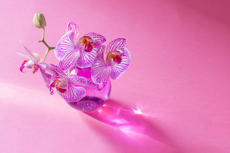 purple orchid in sunlight on pink backgroundの写真素材