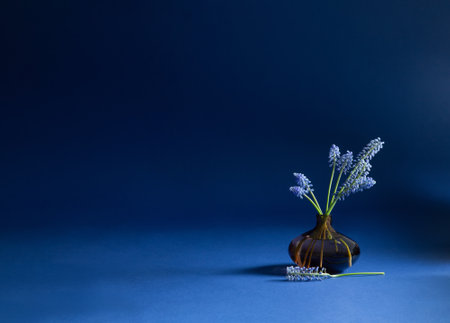 muscari flowers in glass vase on blue backgroundの写真素材