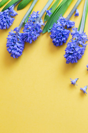 blue spring flowers on yellow backgroundの写真素材