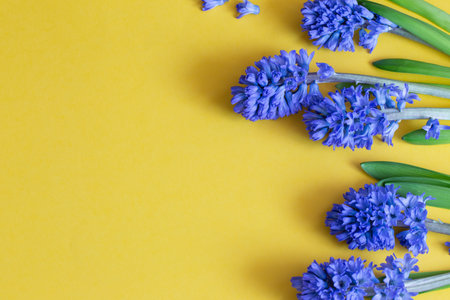 blue spring flowers on yellow backgroundの写真素材
