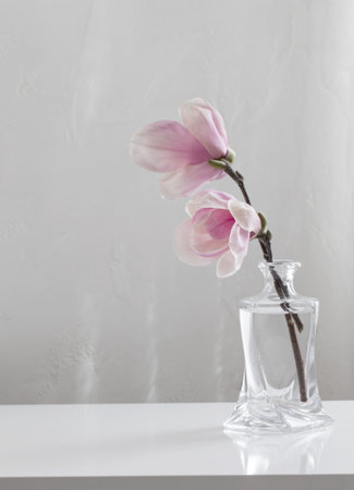 pink magnolia flowers in glass vase on white backgroundの写真素材