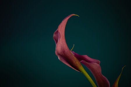 purple calla lily on dark background close upの写真素材